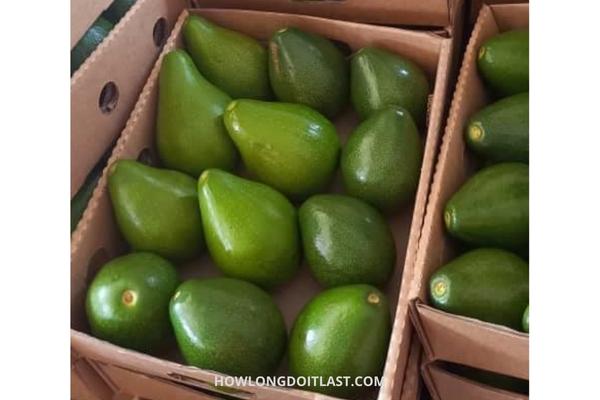Avocado Fruit Packed 