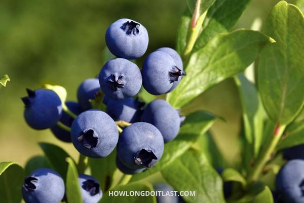 Blueberries freshly hanged